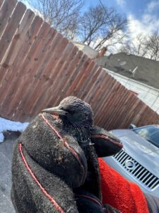 Animal Removal Hadley